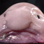 Blobby world