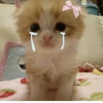 Cats cats cats cat
