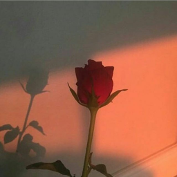 🌹