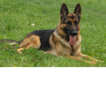 Dogs Army