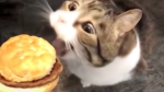 cheesxburger.
