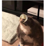 KAREN COUNCIL