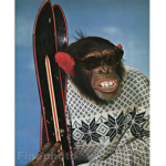 Cool monkeyZ