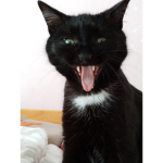 Totoro The Cat