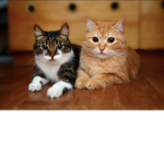 Y e s. WE LIKE CATS