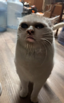 Lolmove group