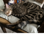 These are My cats!