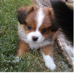 The Little Puppies