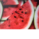 Water mellon army