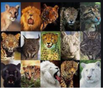 Big cat United