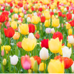 The Flower Coleen Group