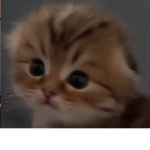 ~ Warrior Cat Fans ~