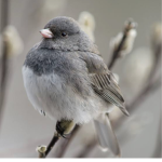 Roblox BIRB