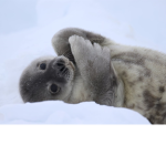 The Seals Mafia