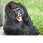 great gorilla republic