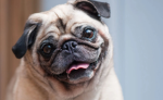 Pug are cute12