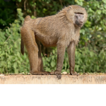 Baboon squad forever