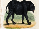 Black Panther Squad for life