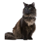 KCats