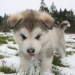 HuskyGroup