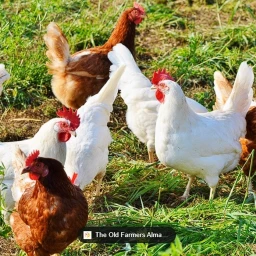 chickens (coming out soon) icon