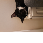 cat pro yes