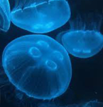 -jellyfish-