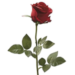 Royal_Roses_