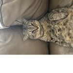 Hotcatcoco
