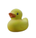 ducks kuaka