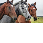 horse love fam