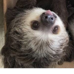 fay luvs sloths
