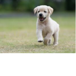 hello puppy!