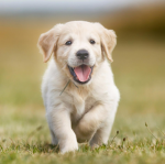Puppy play <3