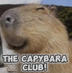 Capybara Club FANS ONLY!