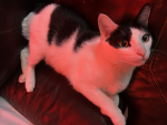 HangeZoe