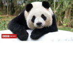 Panda########
