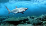 TheFishClub T.F.C
