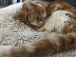MeW mEw kat