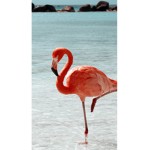 •Flamingo•