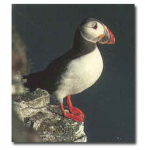 Puffin Party