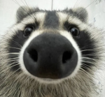 Raccoons are Life