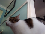 <Kittys>