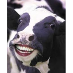 Dramtic Cows