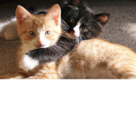 Zoe’s cat group