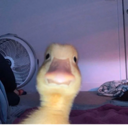 Duckie's Obby!