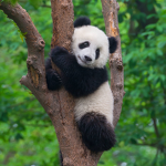 Panda Fan Group!!!:)