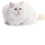 Tropical the Cat