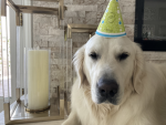 Buddy dog group 2