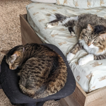 Soffie the cat group